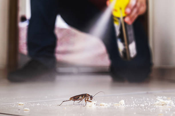 Best Flea Control Services  in East Canton, OH